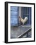 White Rooster on Window Ledge-Joerg Lehmann-Framed Photographic Print