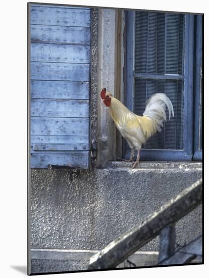 White Rooster on Window Ledge-Joerg Lehmann-Mounted Photographic Print