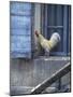 White Rooster on Window Ledge-Joerg Lehmann-Mounted Photographic Print