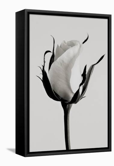 white rose 2019 (photography)-Alex Caminker-Framed Stretched Canvas