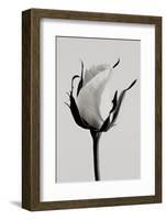 white rose 2019 (photography)-Alex Caminker-Framed Photographic Print