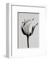 white rose 2019 (photography)-Alex Caminker-Framed Photographic Print