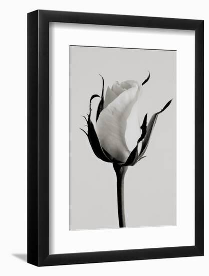 white rose 2019 (photography)-Alex Caminker-Framed Photographic Print