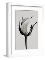 white rose 2019 (photography)-Alex Caminker-Framed Photographic Print