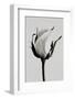 white rose 2019 (photography)-Alex Caminker-Framed Photographic Print