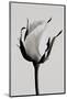 white rose 2019 (photography)-Alex Caminker-Mounted Photographic Print
