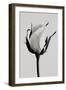 white rose 2019 (photography)-Alex Caminker-Framed Photographic Print