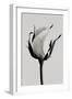 white rose 2019 (photography)-Alex Caminker-Framed Photographic Print