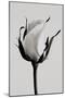 white rose 2019 (photography)-Alex Caminker-Mounted Photographic Print