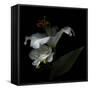 White Rose and White Lily-Magda Indigo-Framed Stretched Canvas