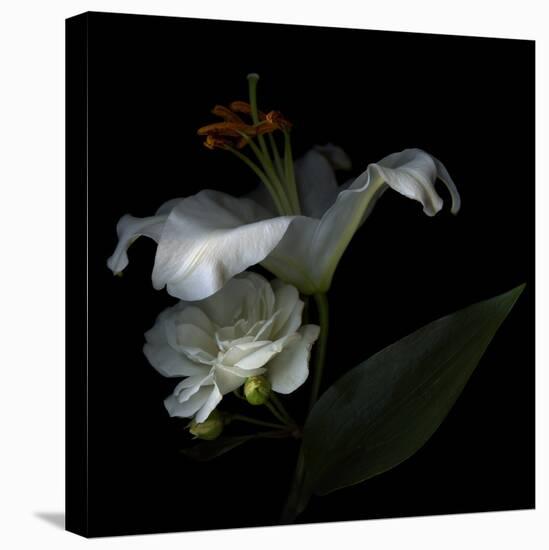 White Rose and White Lily-Magda Indigo-Stretched Canvas