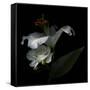 White Rose and White Lily-Magda Indigo-Framed Stretched Canvas