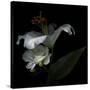 White Rose and White Lily-Magda Indigo-Stretched Canvas