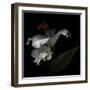 White Rose and White Lily-Magda Indigo-Framed Photographic Print