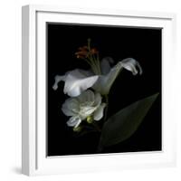 White Rose and White Lily-Magda Indigo-Framed Photographic Print