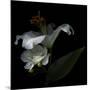 White Rose and White Lily-Magda Indigo-Mounted Photographic Print