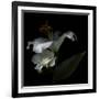 White Rose and White Lily-Magda Indigo-Framed Photographic Print