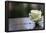 White Rose at September 11 Memorial-null-Framed Poster