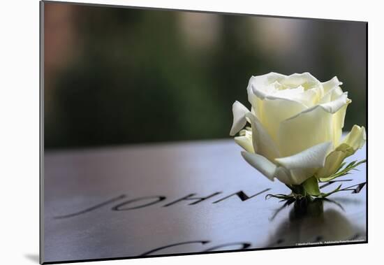 White Rose at September 11 Memorial-null-Mounted Poster