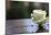 White Rose at September 11 Memorial-null-Mounted Poster