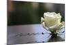 White Rose at September 11 Memorial-null-Mounted Photo