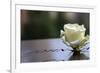 White Rose at September 11 Memorial-null-Framed Photo