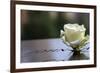 White Rose at September 11 Memorial-null-Framed Photo