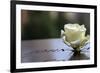 White Rose at September 11 Memorial-null-Framed Photo