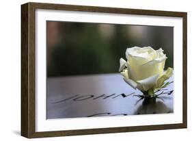 White Rose at September 11 Memorial-null-Framed Photo