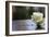 White Rose at September 11 Memorial-null-Framed Photo