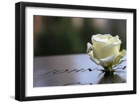 White Rose at September 11 Memorial-null-Framed Photo