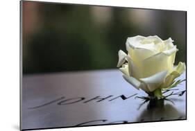 White Rose at September 11 Memorial-null-Mounted Photo