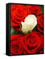 White rose between red roses-null-Framed Stretched Canvas