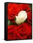 White rose between red roses-null-Framed Stretched Canvas