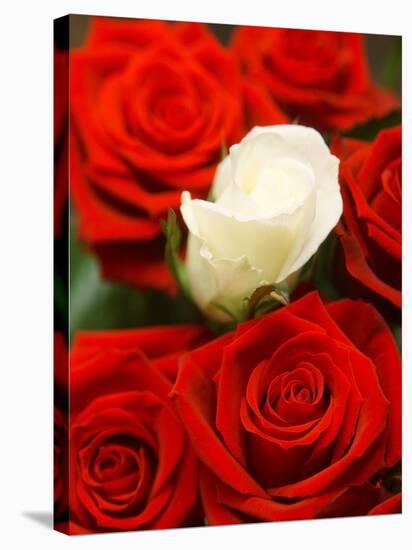 White rose between red roses-null-Stretched Canvas