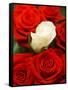 White rose between red roses-null-Framed Stretched Canvas