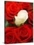 White rose between red roses-null-Stretched Canvas