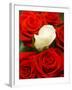 White rose between red roses-null-Framed Photographic Print