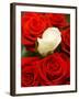 White rose between red roses-null-Framed Photographic Print