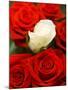 White rose between red roses-null-Mounted Photographic Print