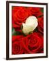 White rose between red roses-null-Framed Photographic Print