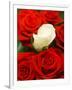 White rose between red roses-null-Framed Photographic Print