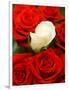 White rose between red roses-null-Framed Photographic Print