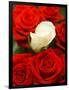 White rose between red roses-null-Framed Photographic Print