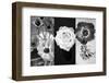 White Rose Blossom Infront of Dark Background-Alaya Gadeh-Framed Photographic Print