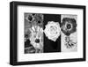 White Rose Blossom Infront of Dark Background-Alaya Gadeh-Framed Photographic Print