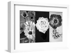 White Rose Blossom Infront of Dark Background-Alaya Gadeh-Framed Photographic Print