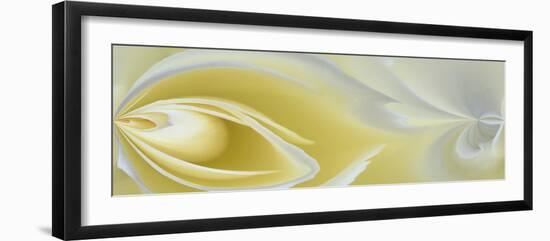 White Rose Close-Up-Adam Jones-Framed Premium Photographic Print