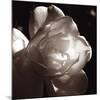 White Rose I-Malcolm Sanders-Mounted Giclee Print