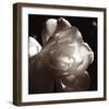 White Rose I-Malcolm Sanders-Framed Giclee Print